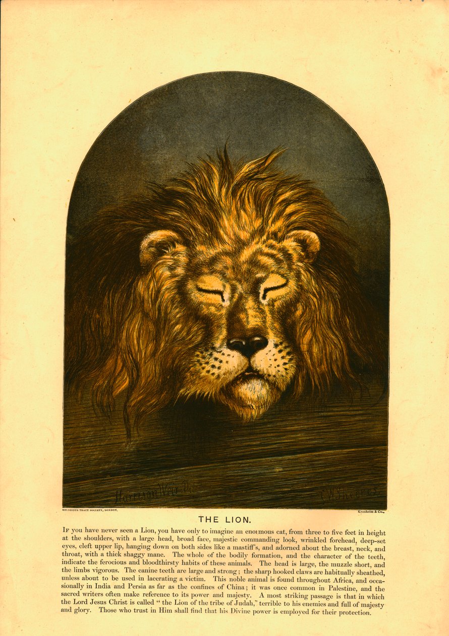 Le Lion - C Sheeres