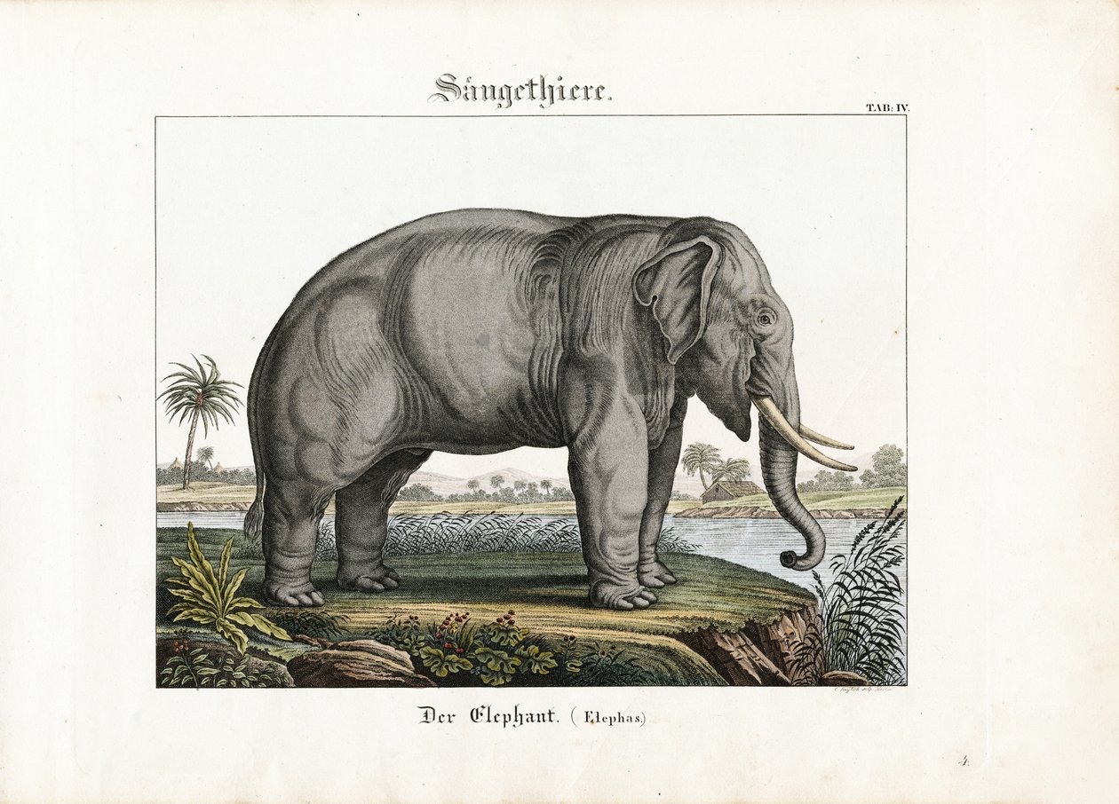 Éléphant d