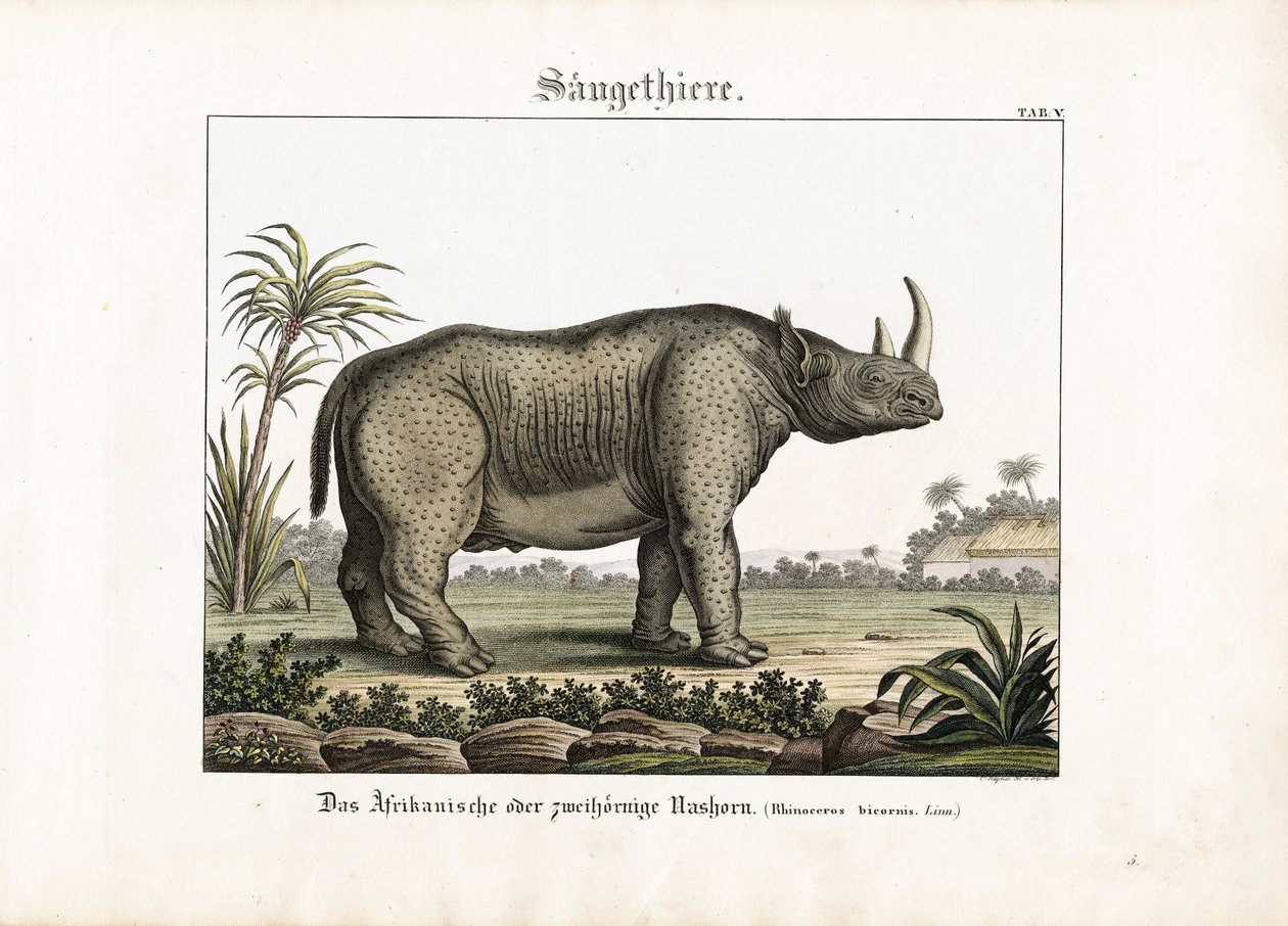 Rhinocéros africain ou bicorne - C. Steglich