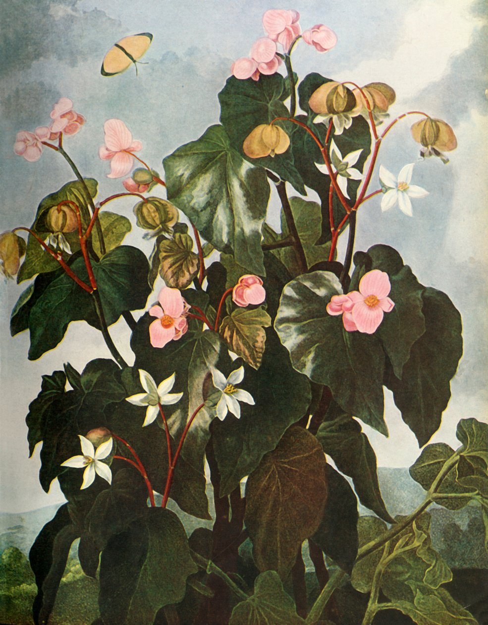 Bégonia à feuilles obliques - Caldwell