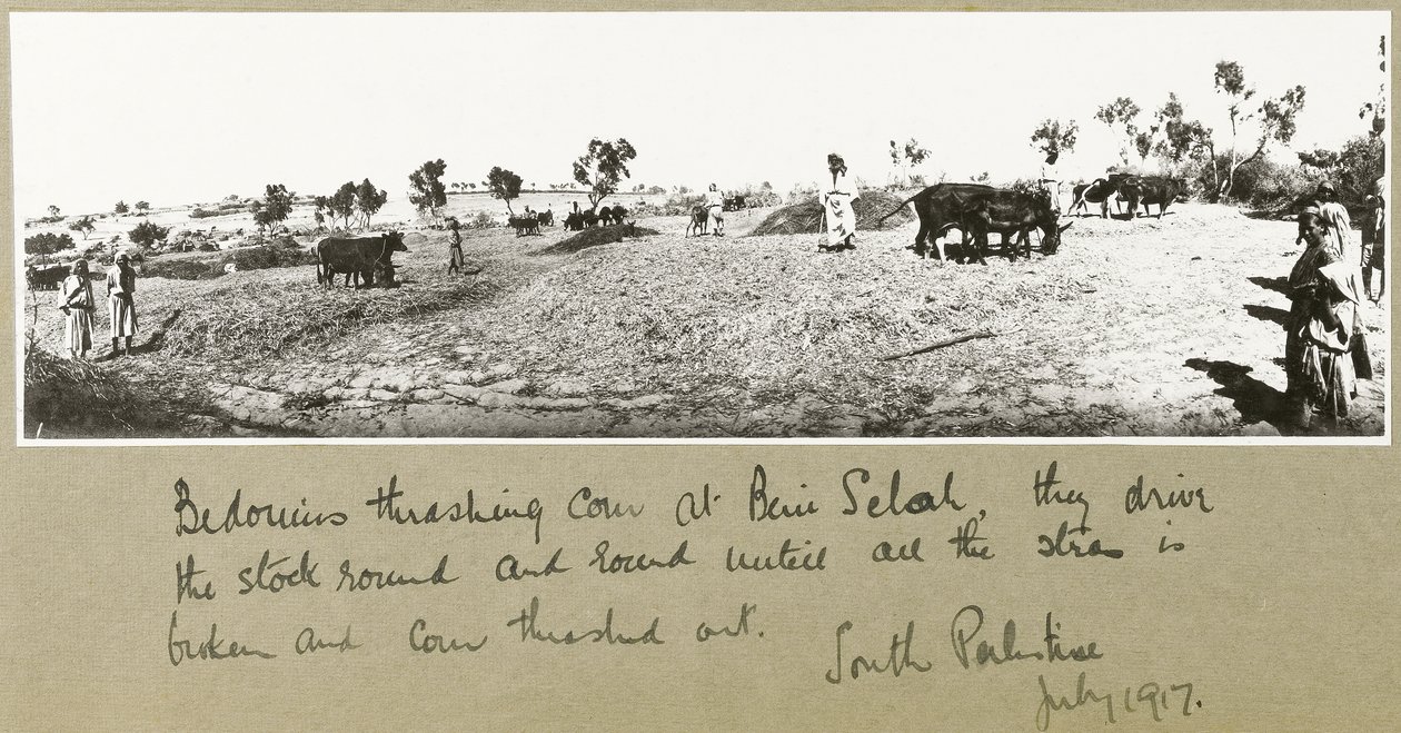 Bédouins battant le blé à Beni Saleh, juillet 1917 - Capt. Arthur Rhodes