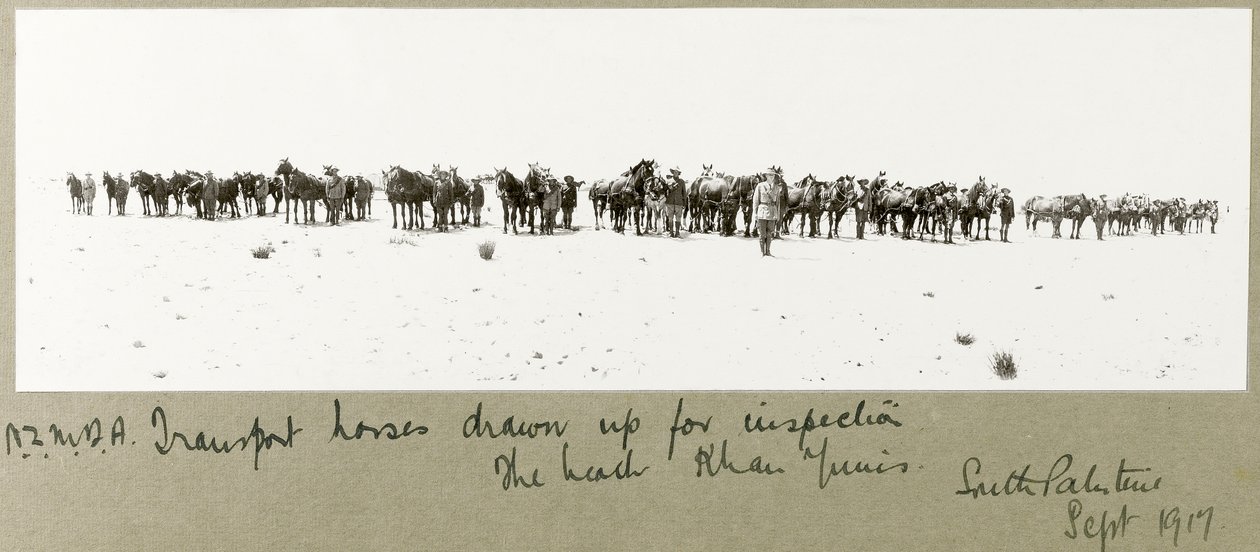 Chevaux de transport de la N.Z.M.F.A. alignés pour inspection sur la plage, Khan Yunis, septembre 1917 - Capt. Arthur Rhodes