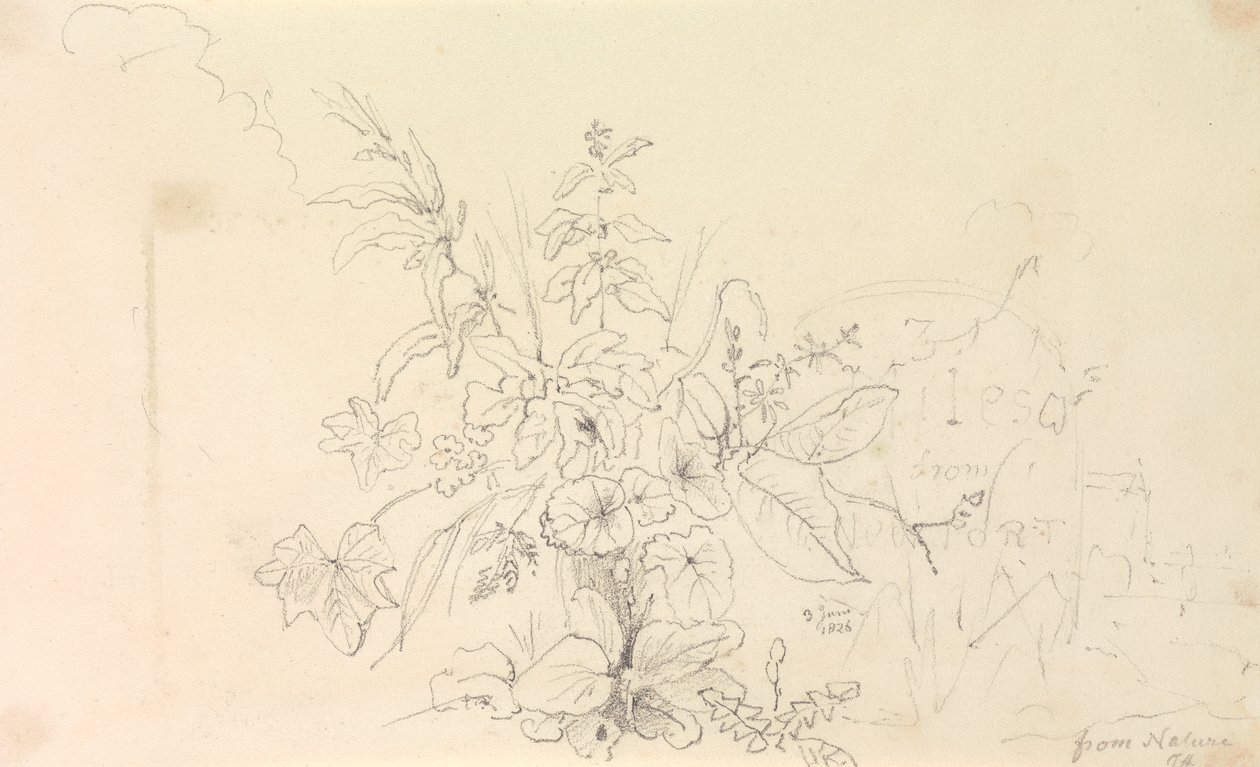 Croquis de plantes et d
