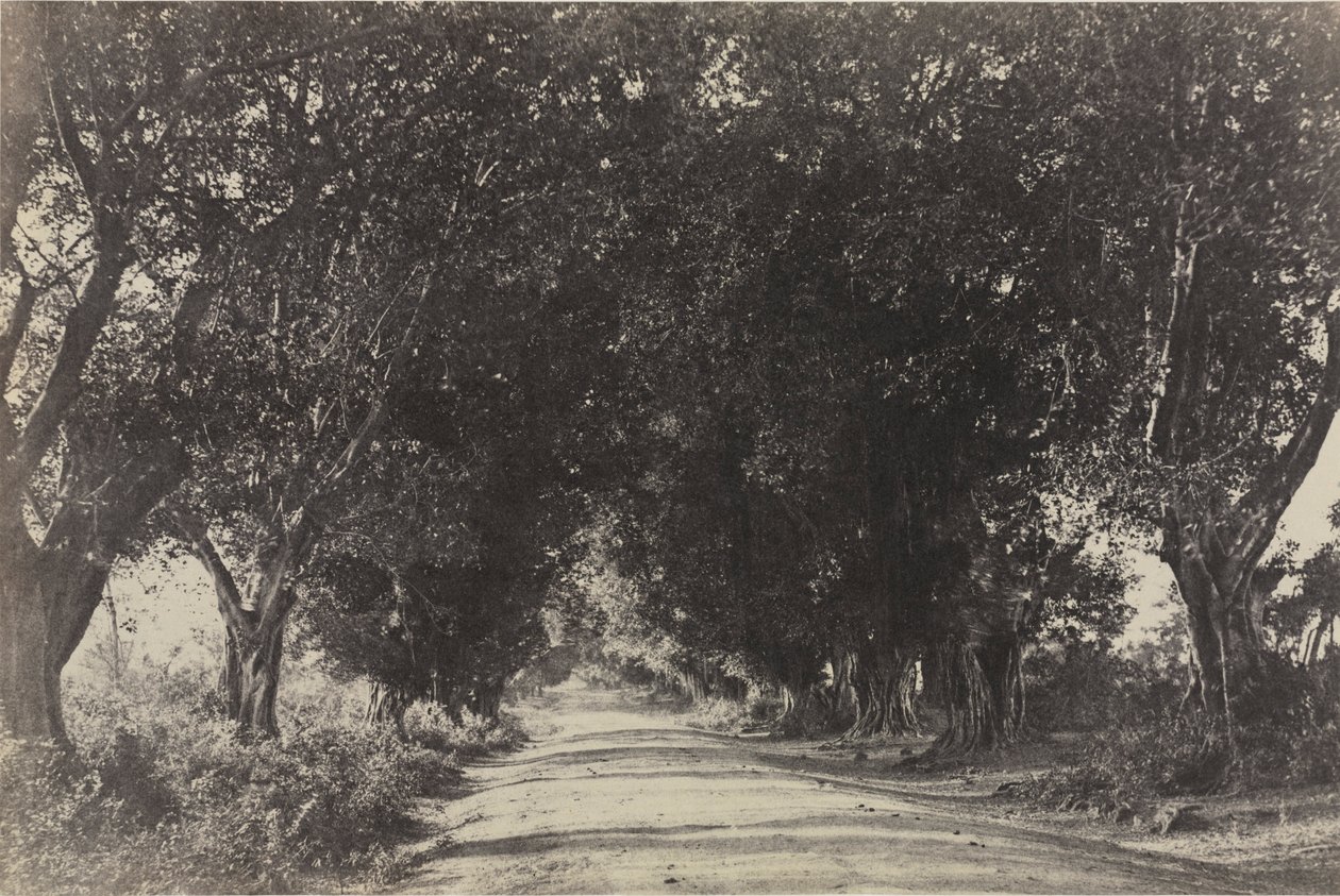 Avenue des banians, Seringham, Inde, 1858 - Captain Linnaeus Tripe