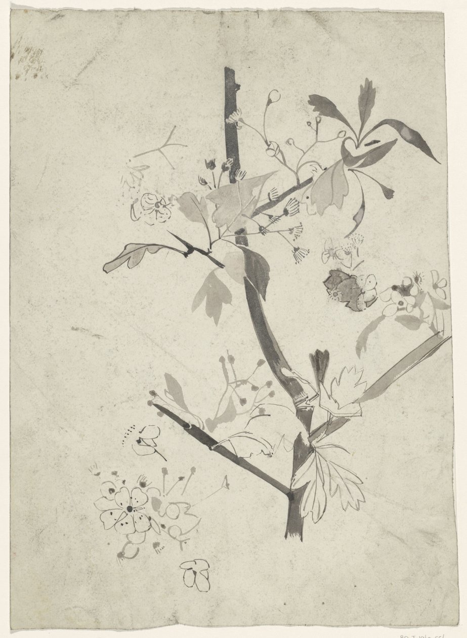 Branche avec fleur - Carel Adolph Lion Cachet
