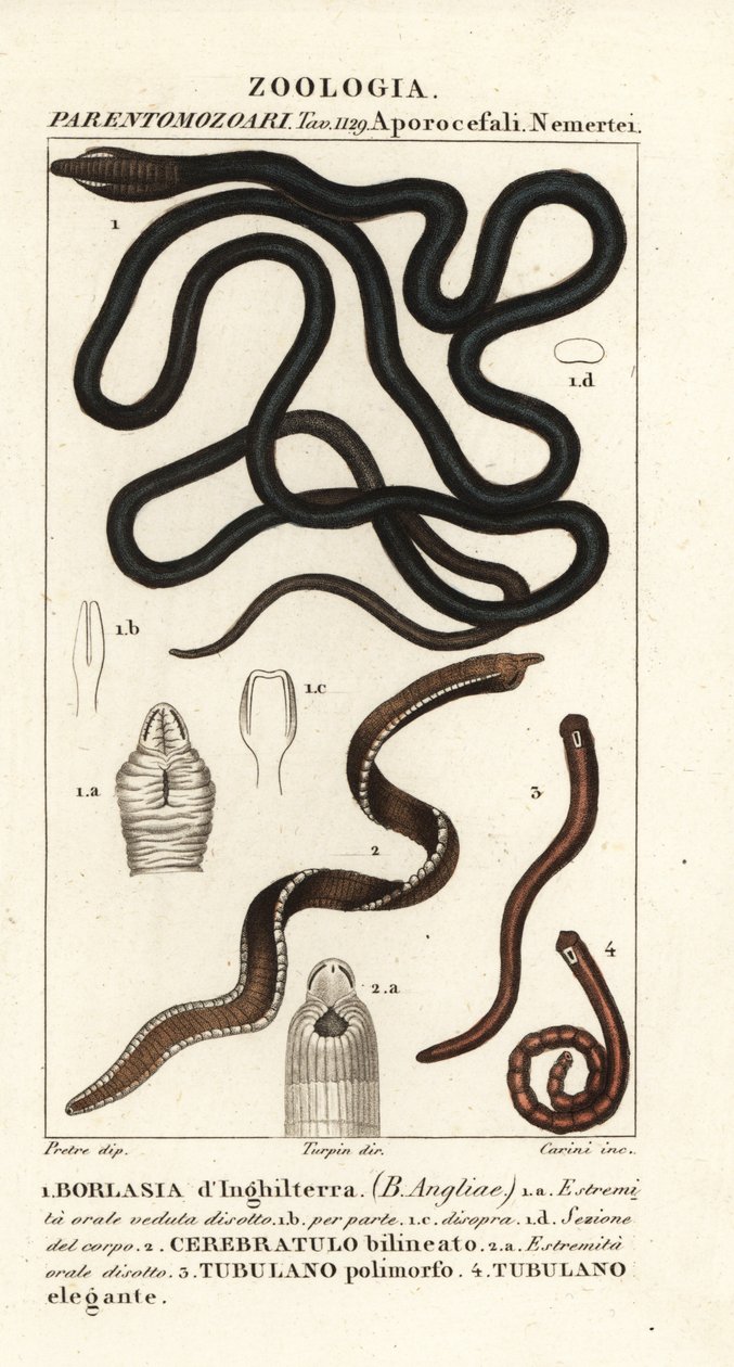Ver de lacet, Lineus longissimus 1, Borlasia angliae 1, ver à proboscis, Cerebratulus bilineatus 2, Cerebratulus bilineatus 2, ver ruban, Tubulanus polimorphus 3, Tubulanus elegans 4 - Carini Carini