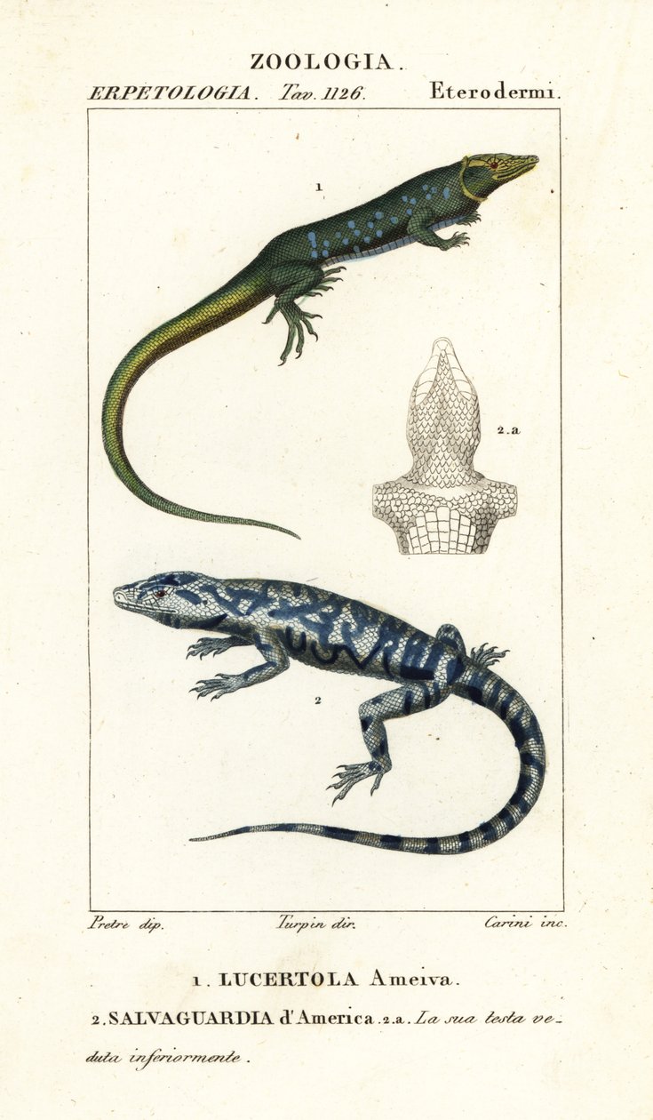 Coureur de jungle, Ameiva ameiva, Lucertola ameiva 1 et tegu doré, Tupinambis teguixin, Salvaguardia d