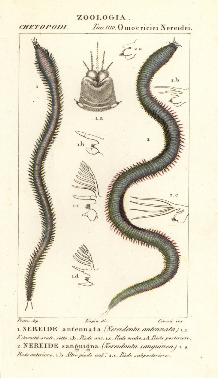 Leodice antennata, Nereidonta antennata 1, et Eunice sanguinea, Nereidonta sanguinea 2 - Carini Carini