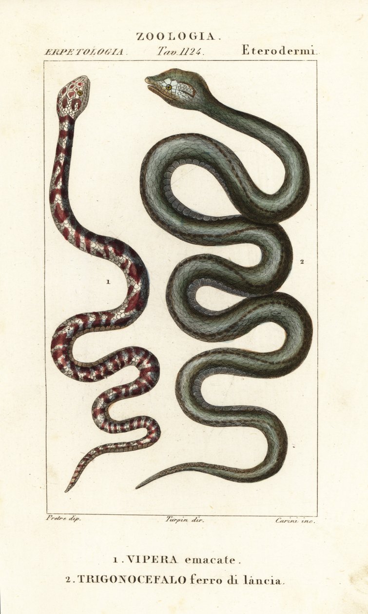 Cobra cracheur à collier, Hemachatus haemachatus 1, et fer-de-lance de Martinique, Bothrops lanceolatus 2 - Carini Carini