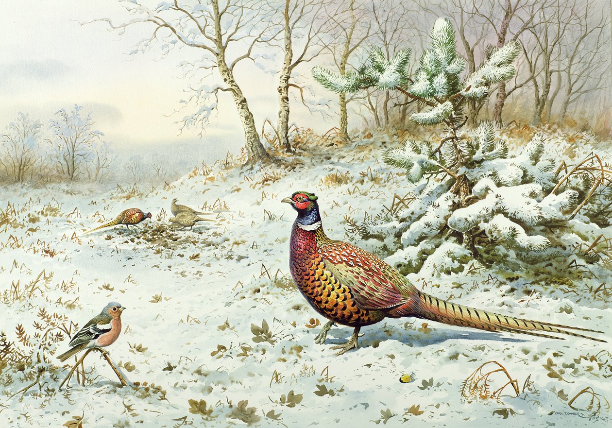 Faisan de Colchide et pinson des arbres - Carl Donner