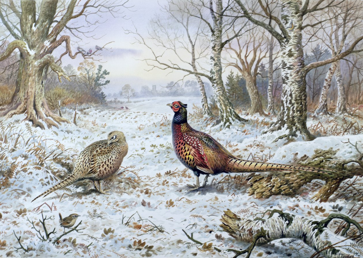 Couple de faisans avec un troglodyte - Carl Donner