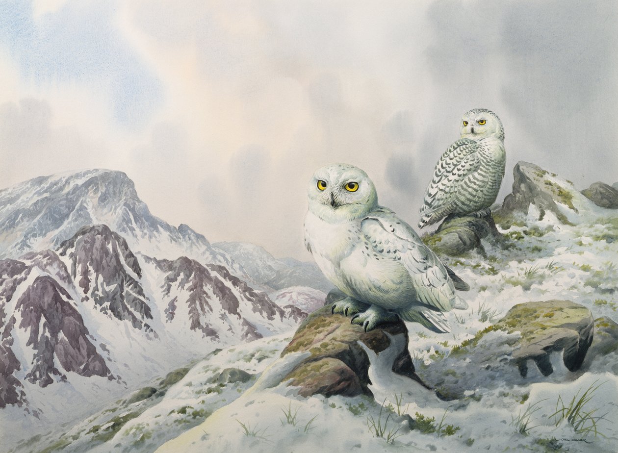 Paire de chouettes des neiges dans les montagnes enneigées, Australie - Carl Donner