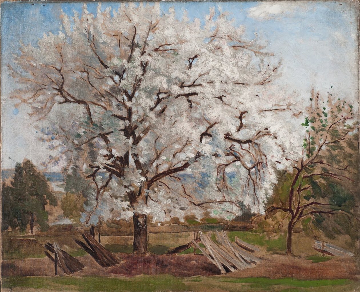 Pommier en fleur - Carl Fredrik Hill