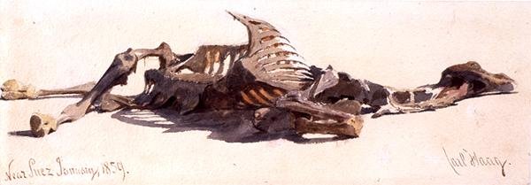 Chameau mort près de Suez - Carl Haag