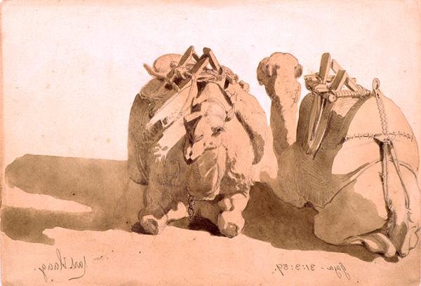 Étude de chameaux - Carl Haag