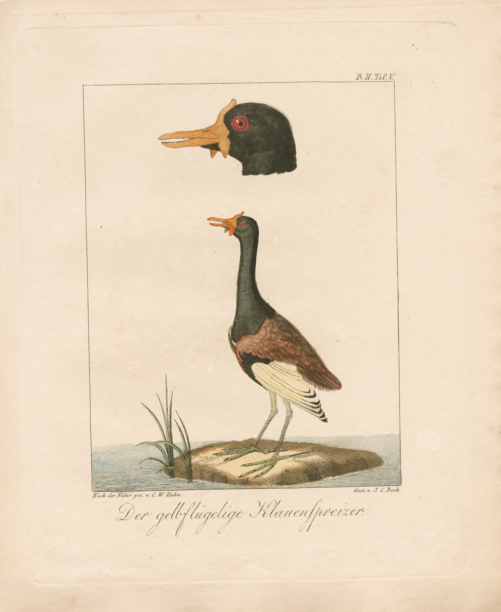 Le Jacana à ailes jaunes (lithographie coloriée à la main) - Carl Wilhelm Hahn
