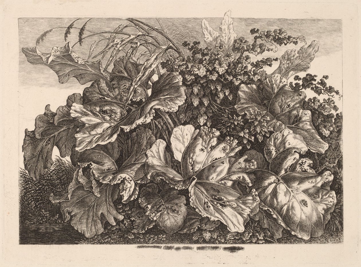 Étude de feuillage avec roseau et houblon - Carl Wilhelm Kolbe
