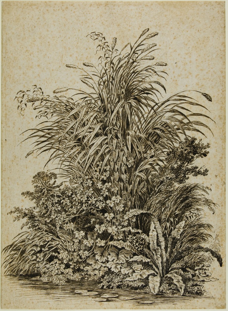 Plantes au bord de l