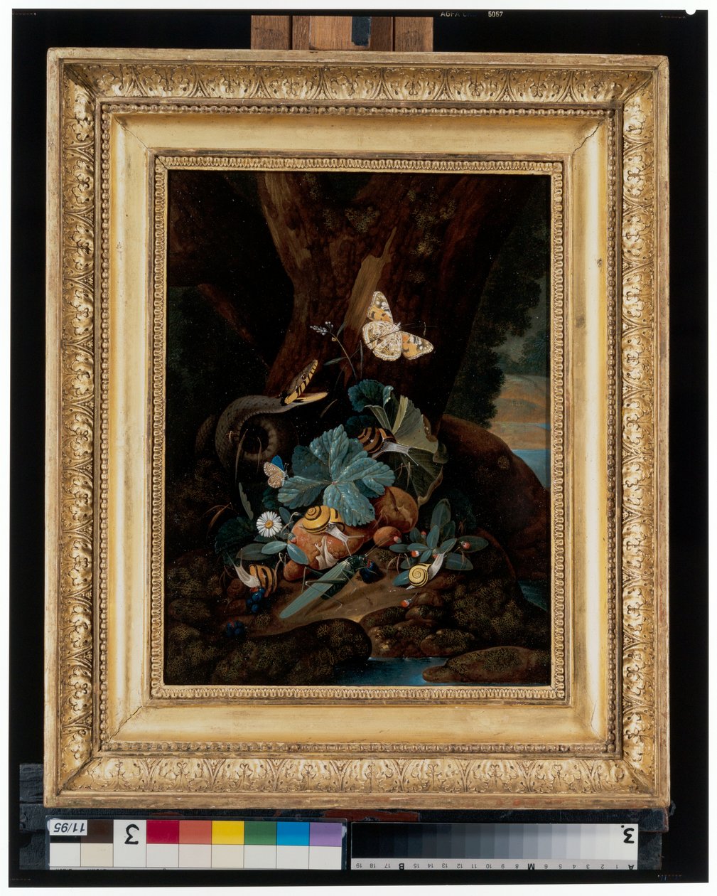 Natures mortes au sol forestier avec escargots, serpents, lézards et papillons - Carl Wilhelm de Hamilton