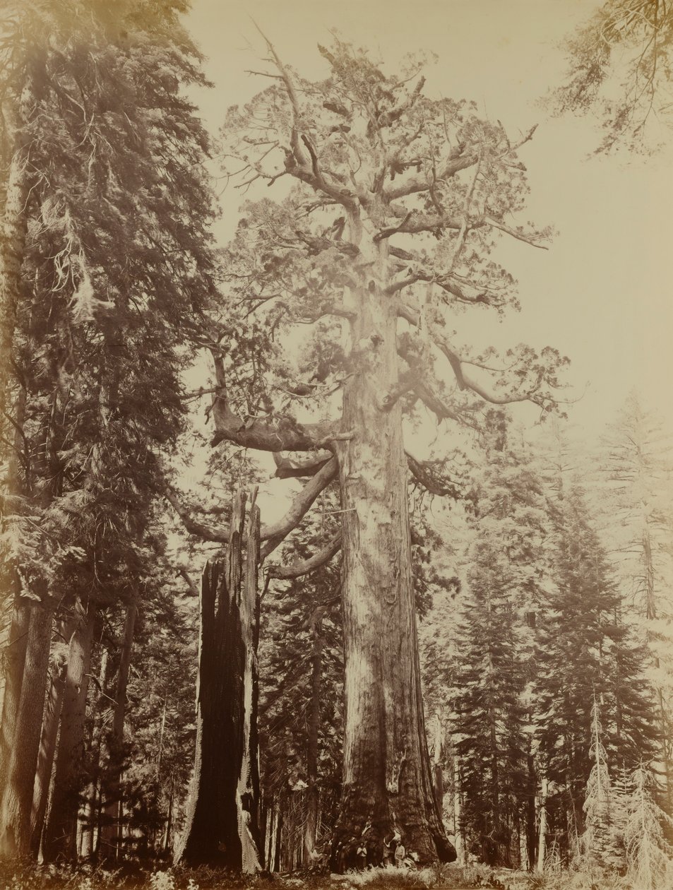 Géant du Grizzly, Mariposa Grove - Carleton E. Watkins