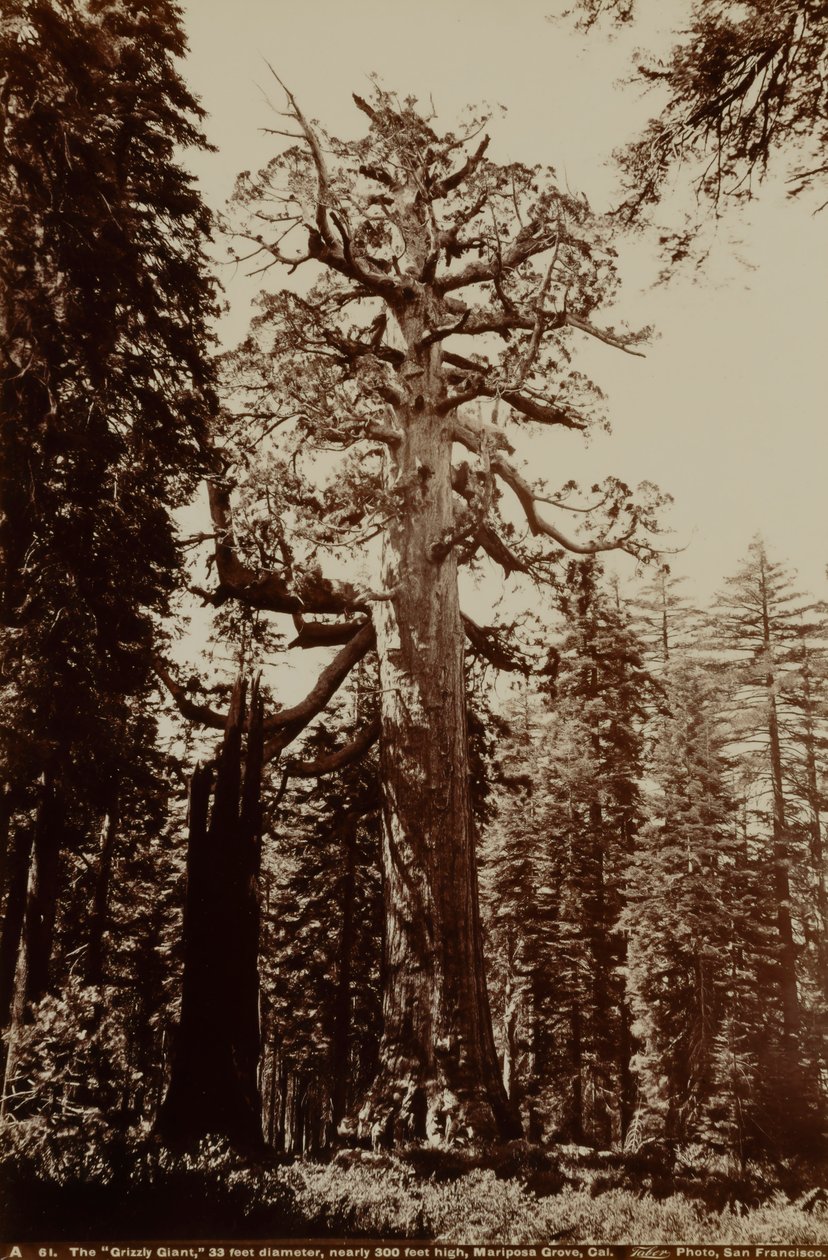 Le géant Grizzly, Mariposa Grove, Yosemite, Californie - Carleton E. Watkins