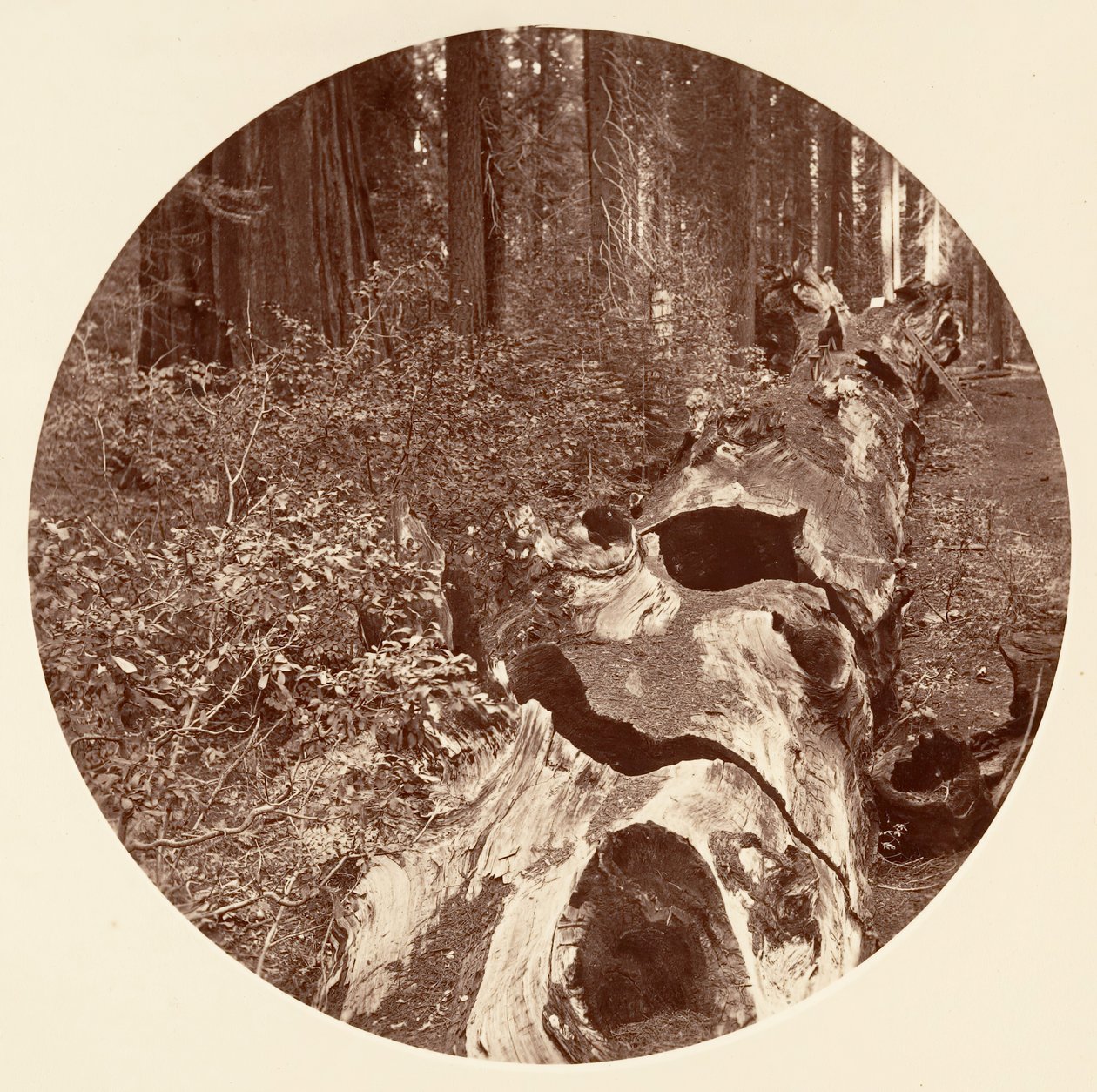 Auld Reckie - C. Grove, ca. 1878 - Carleton Emmons Watkins