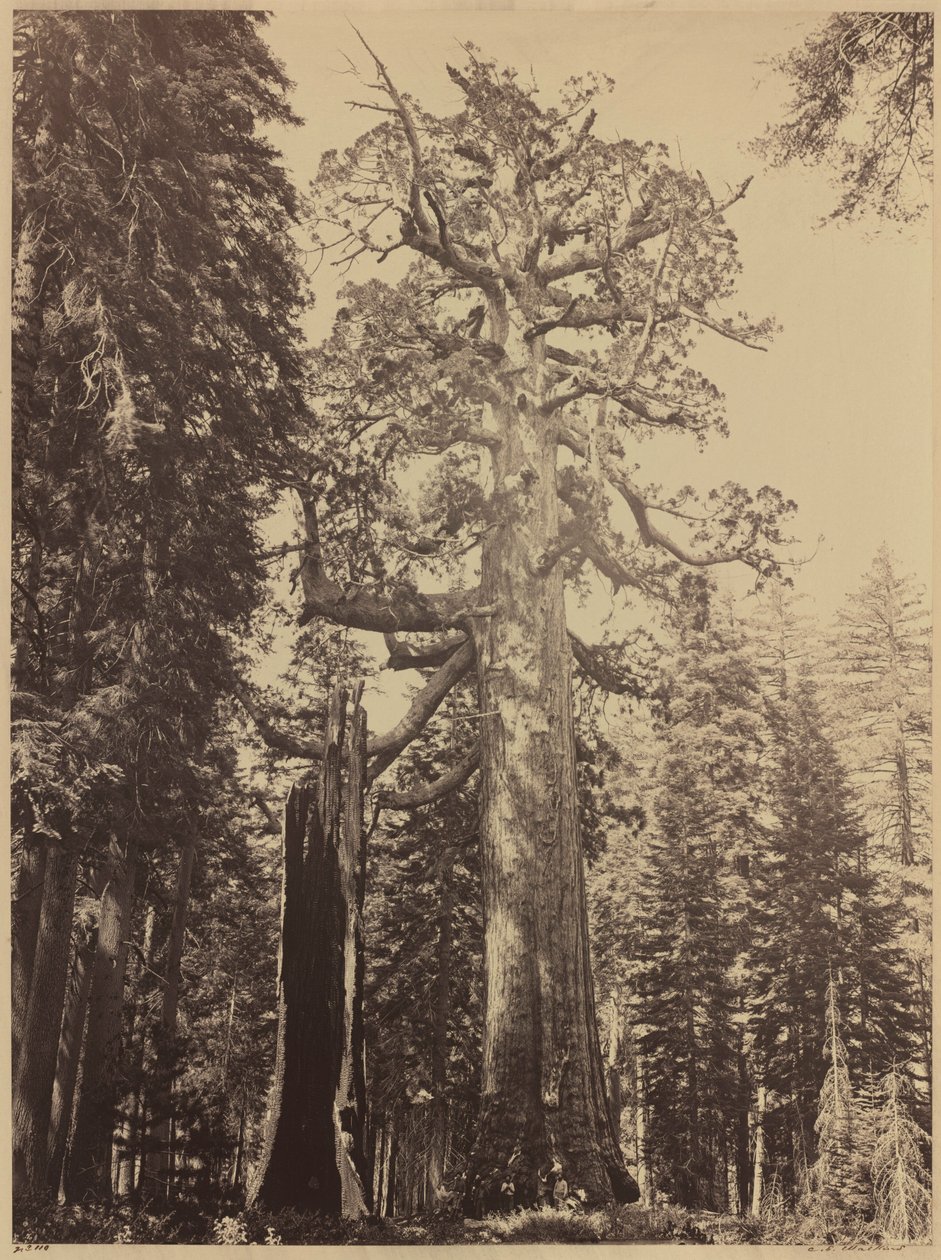 Géant grizzli, Mariposa Grove, 1861 (photo) - Carleton Emmons Watkins