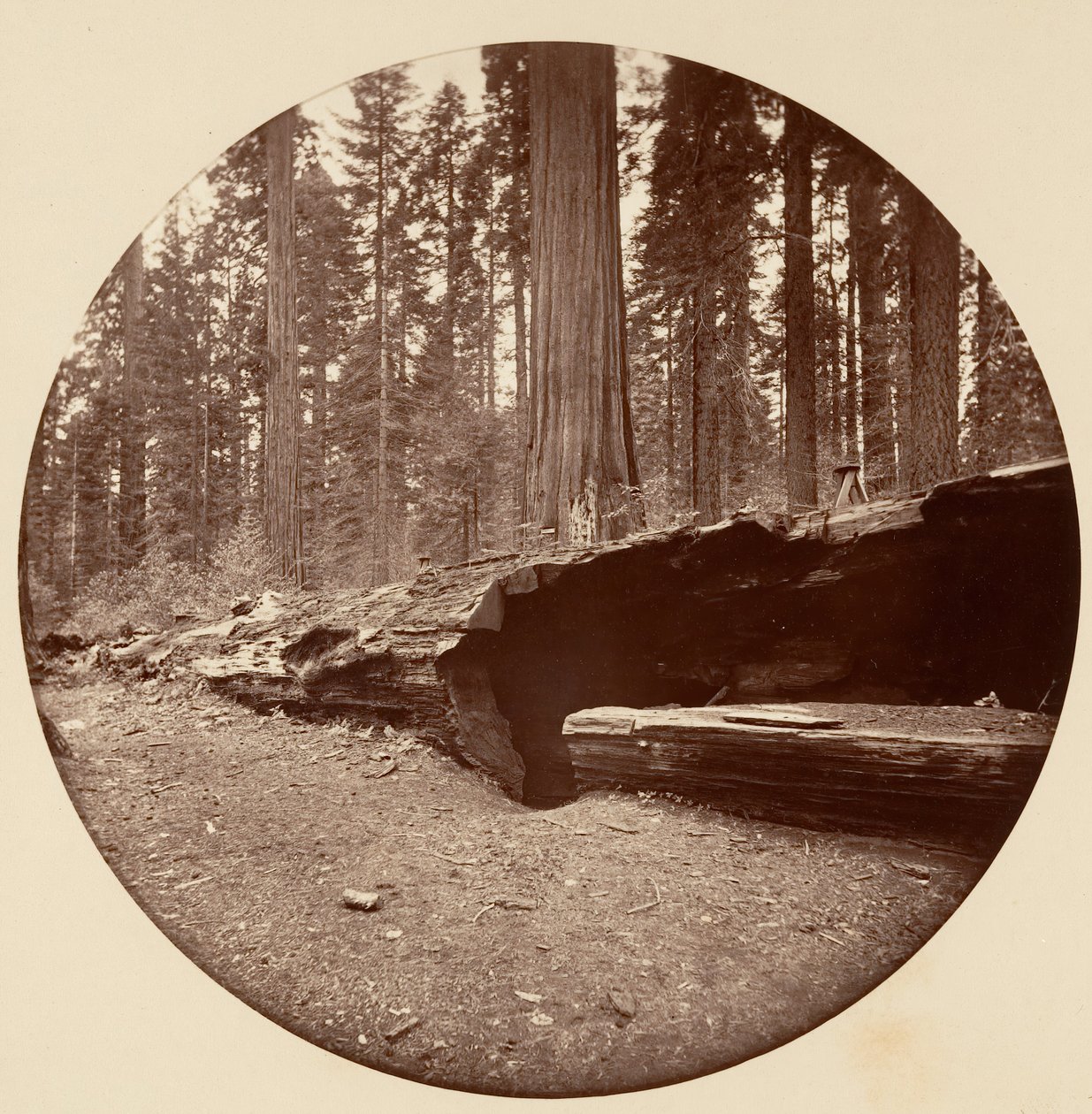 Mammoth Three Grove Hotel Calaveras Co Cal., vers 1878 - Carleton Emmons Watkins