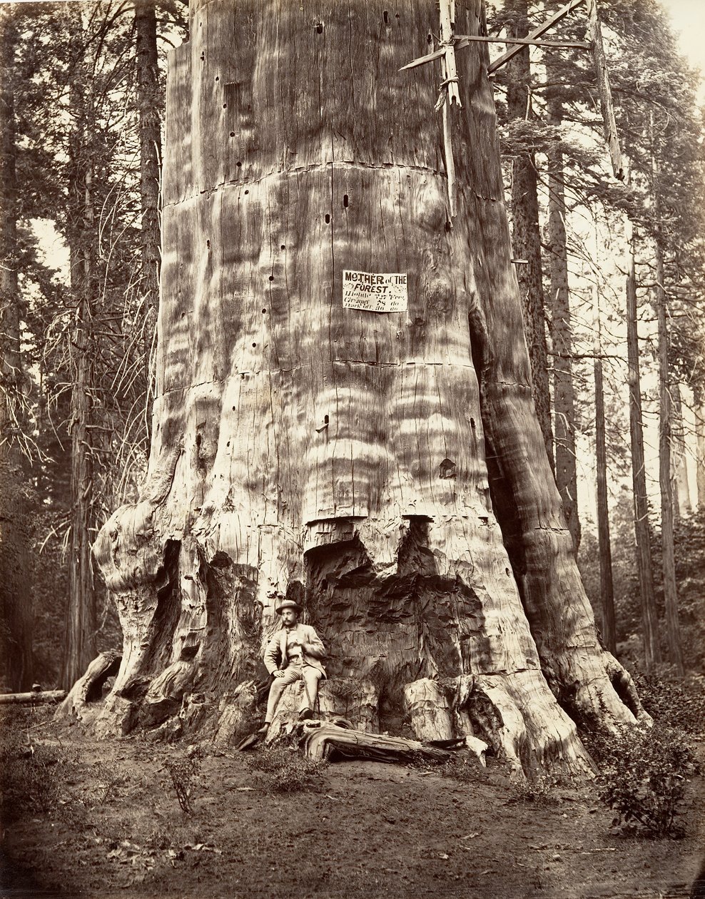 Mère de la forêt - Carleton Emmons Watkins