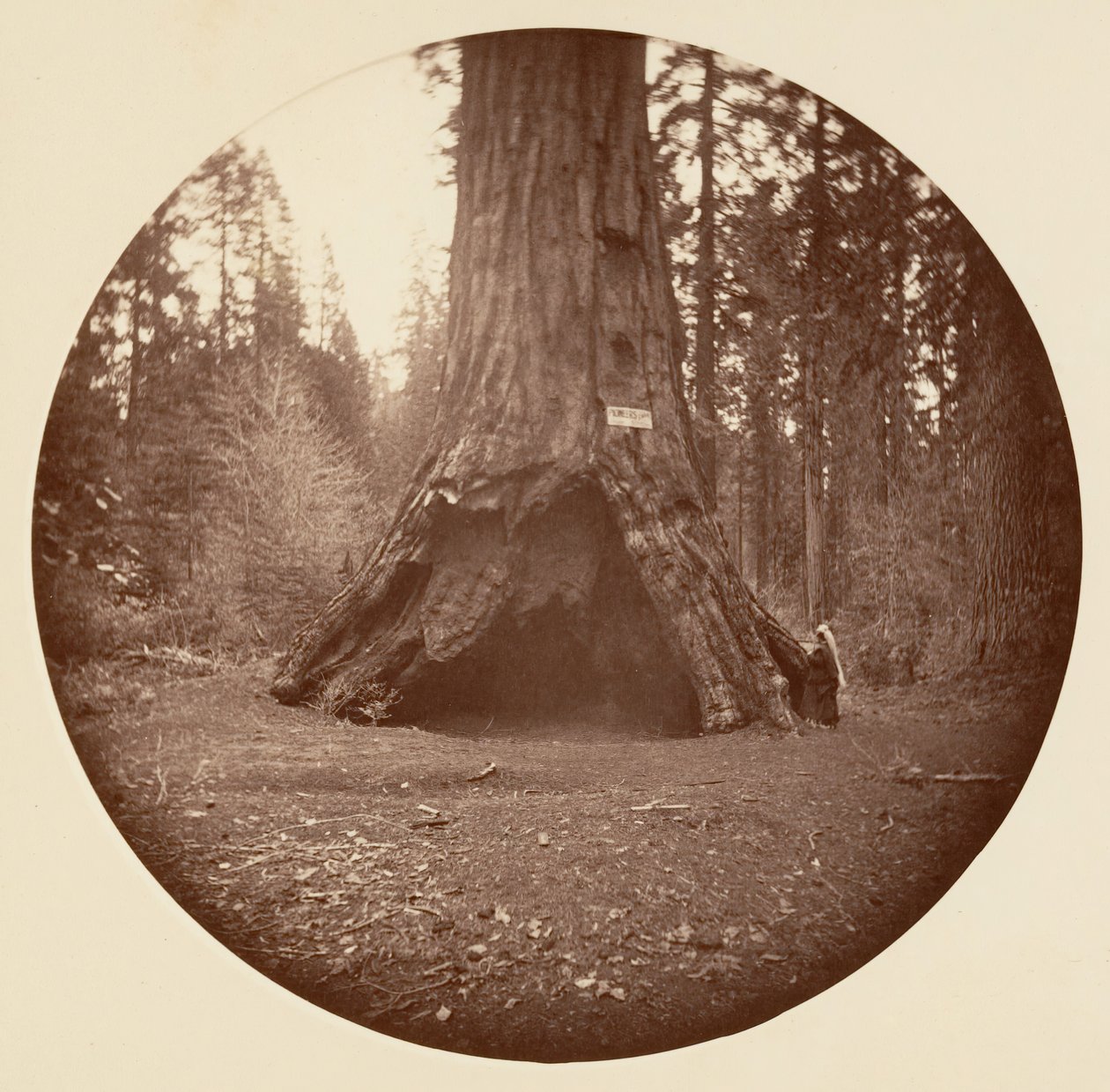 Cabane des pionniers - Calaveras Grove, ca. 1878 - Carleton Emmons Watkins