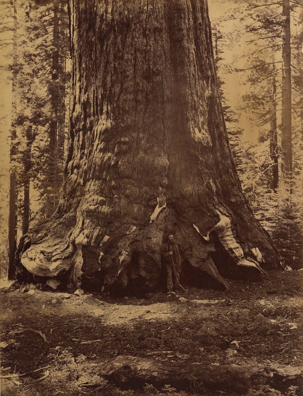 Section du Grizzly Giant avec Galen Clark, Mariposa Grove, Yosemite, 1865-66 - Carleton Emmons Watkins