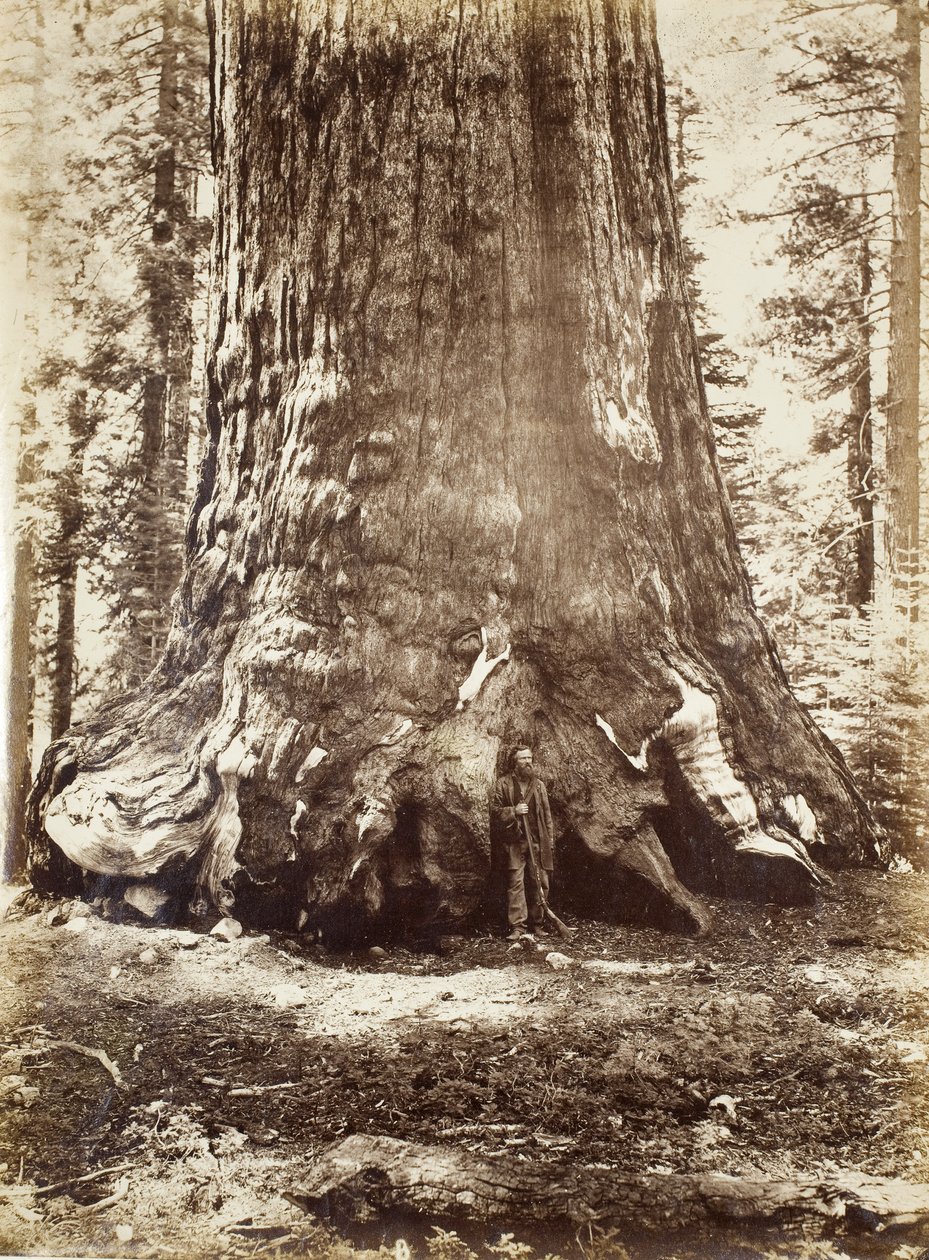 Section du Grizzly Giant avec Galen Clark, Mariposa Grove, Yosemite, 1865-66 - Carleton E. Watkins