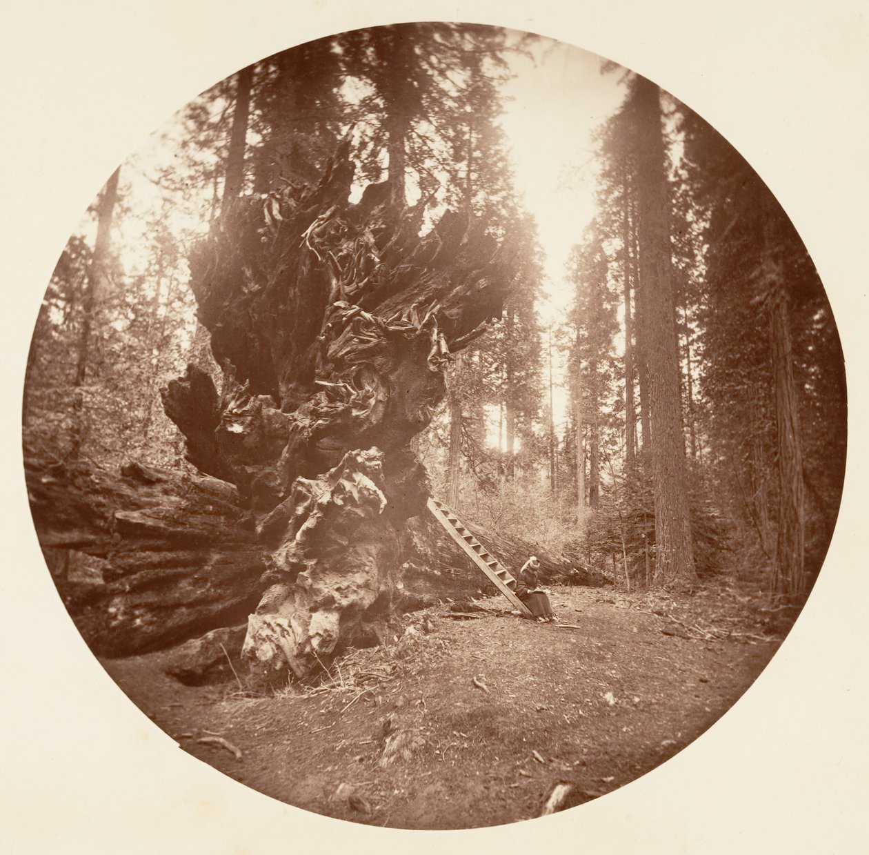 Le Père de la Forêt - Le Côté Cheval. Calaveras Grove - Carleton Emmons Watkins