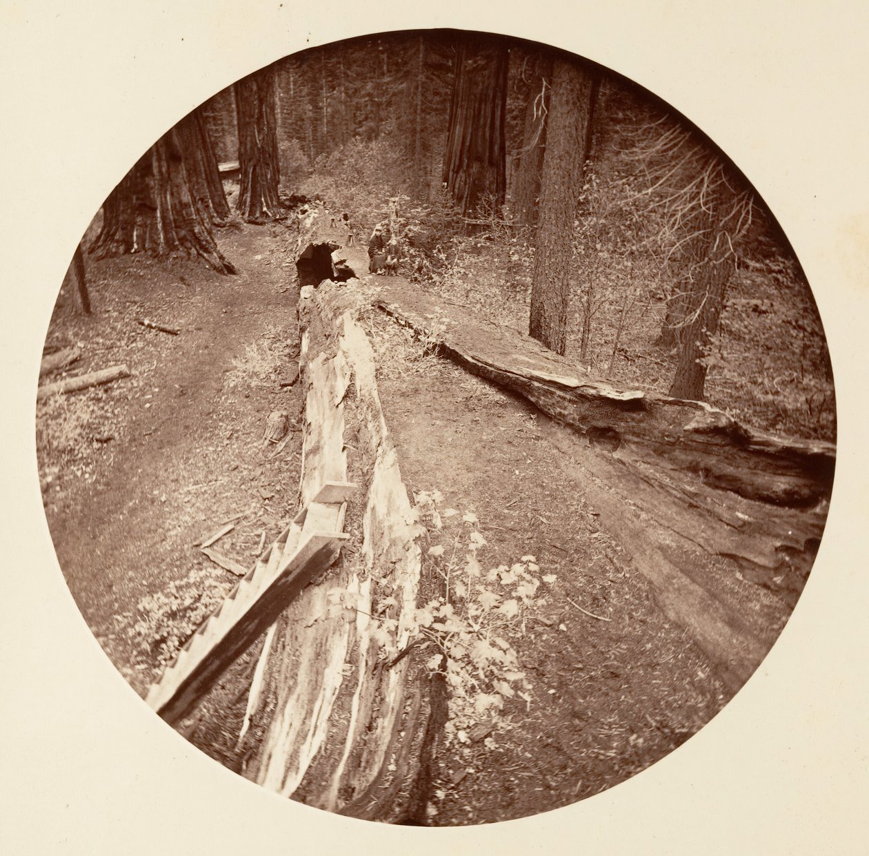 Le Père de la Forêt 450 pieds de long, C. Grove, vers 1878 - Carleton Emmons Watkins