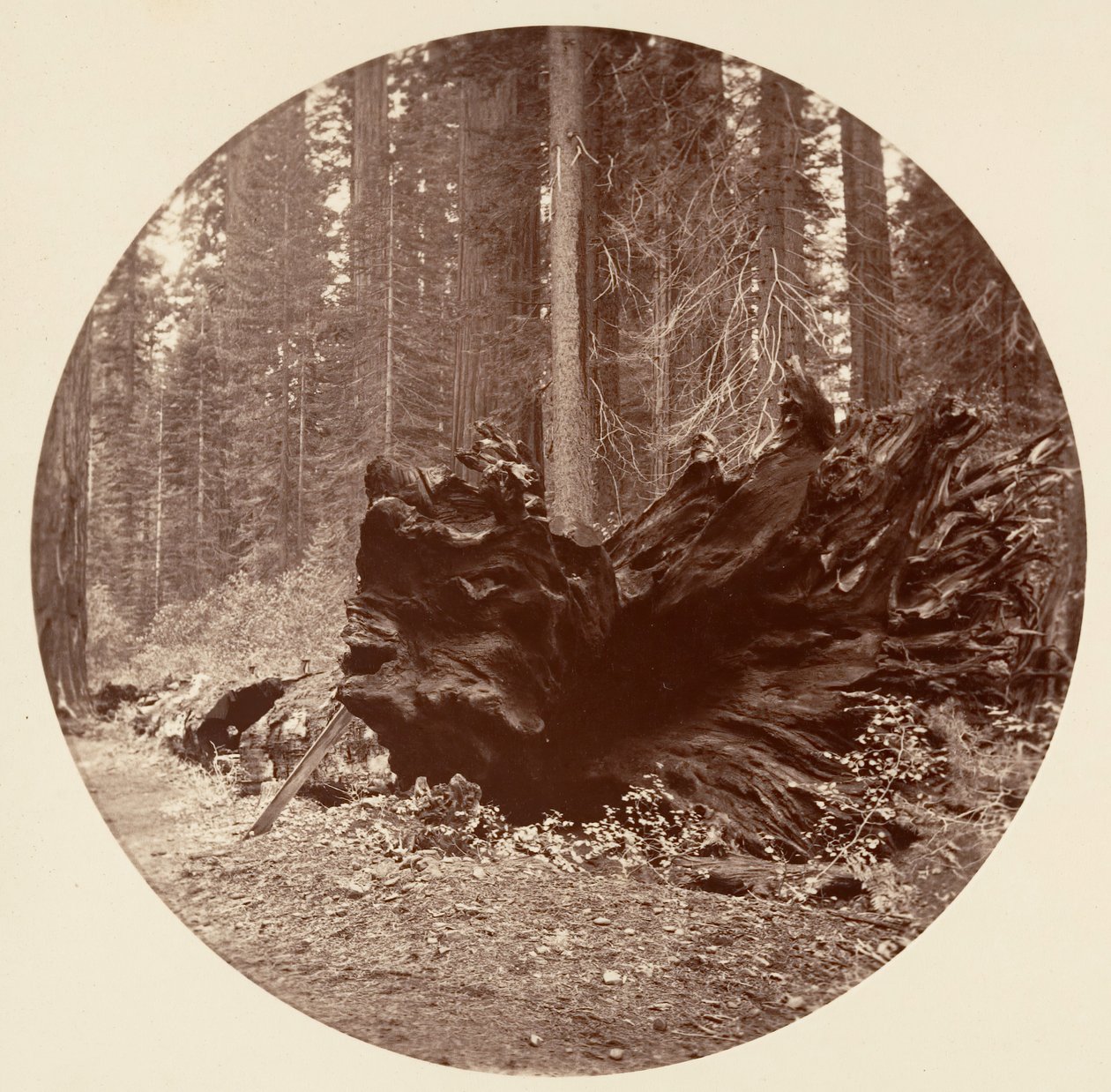Le Père de la Forêt 450 ft C. Grove, vers 1878 - Carleton Emmons Watkins
