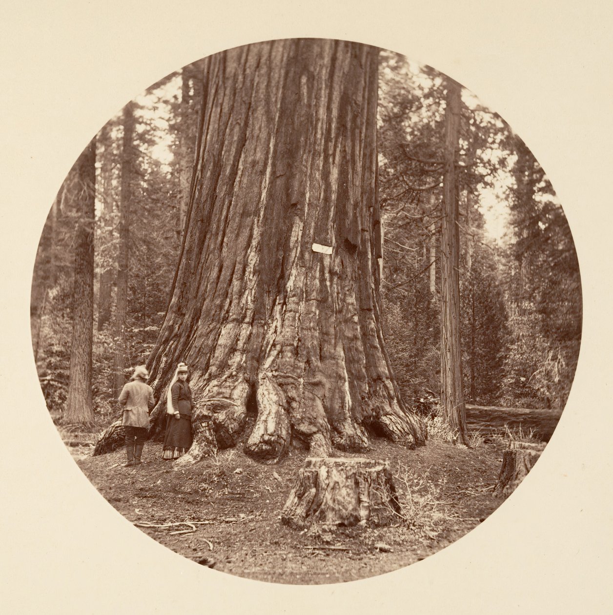 La Fierté de la Forêt - Calaveras Grove, vers 1878 - Carleton Emmons Watkins