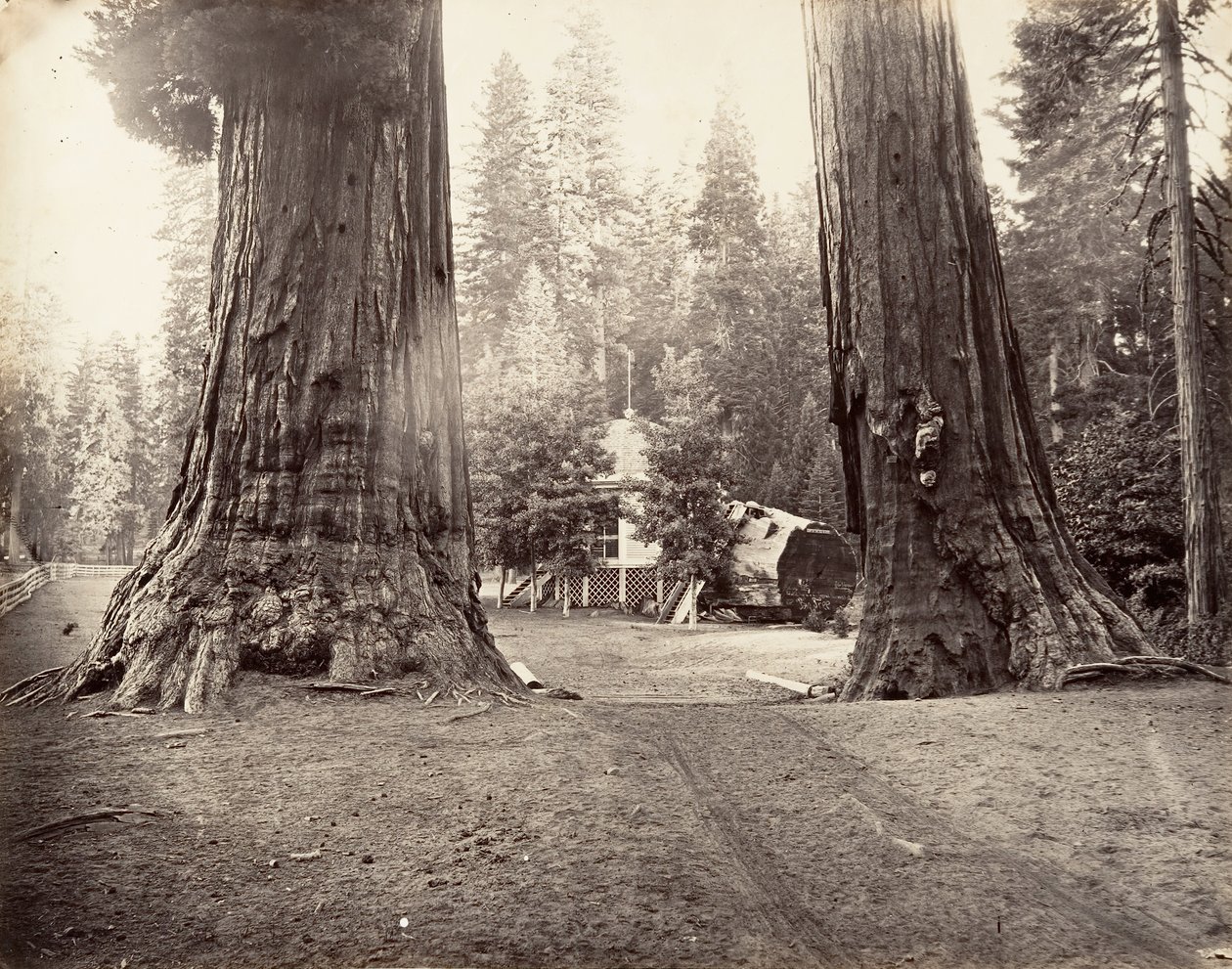 Les Sentinelles, 315 pieds, Yosemite - Carleton Emmons Watkins