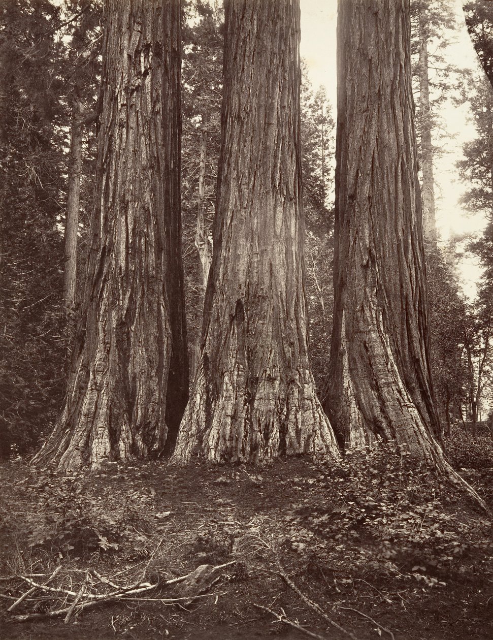 Les Trois Grâces, 272 pieds, 1865-66, imprimé vers 1876 - Carleton Emmons Watkins