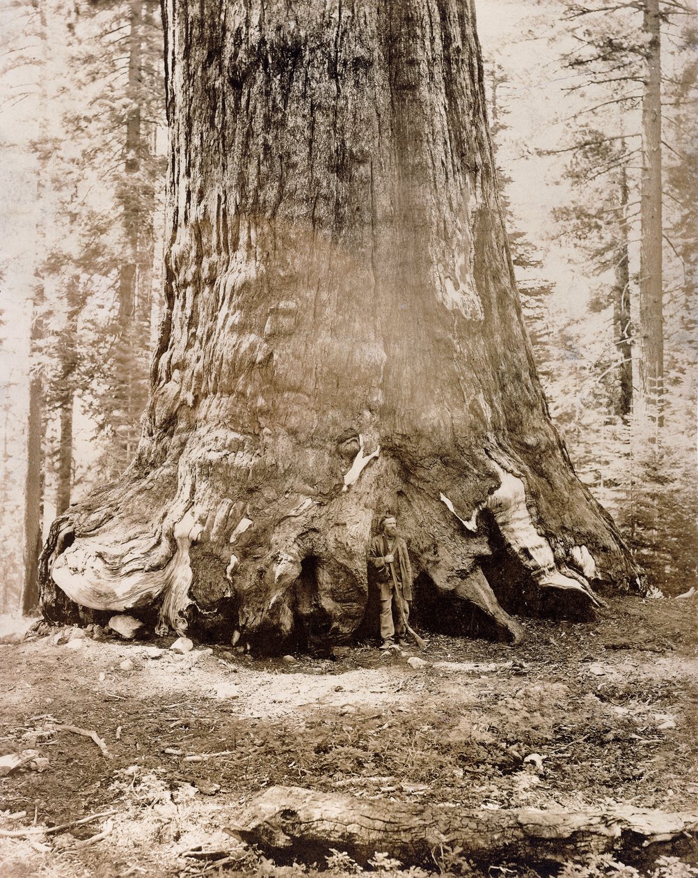 Tronc du "Grizzly Giant", Mariposa Grove, diamètre de 33 pieds, 1861 - Carleton E. Watkins