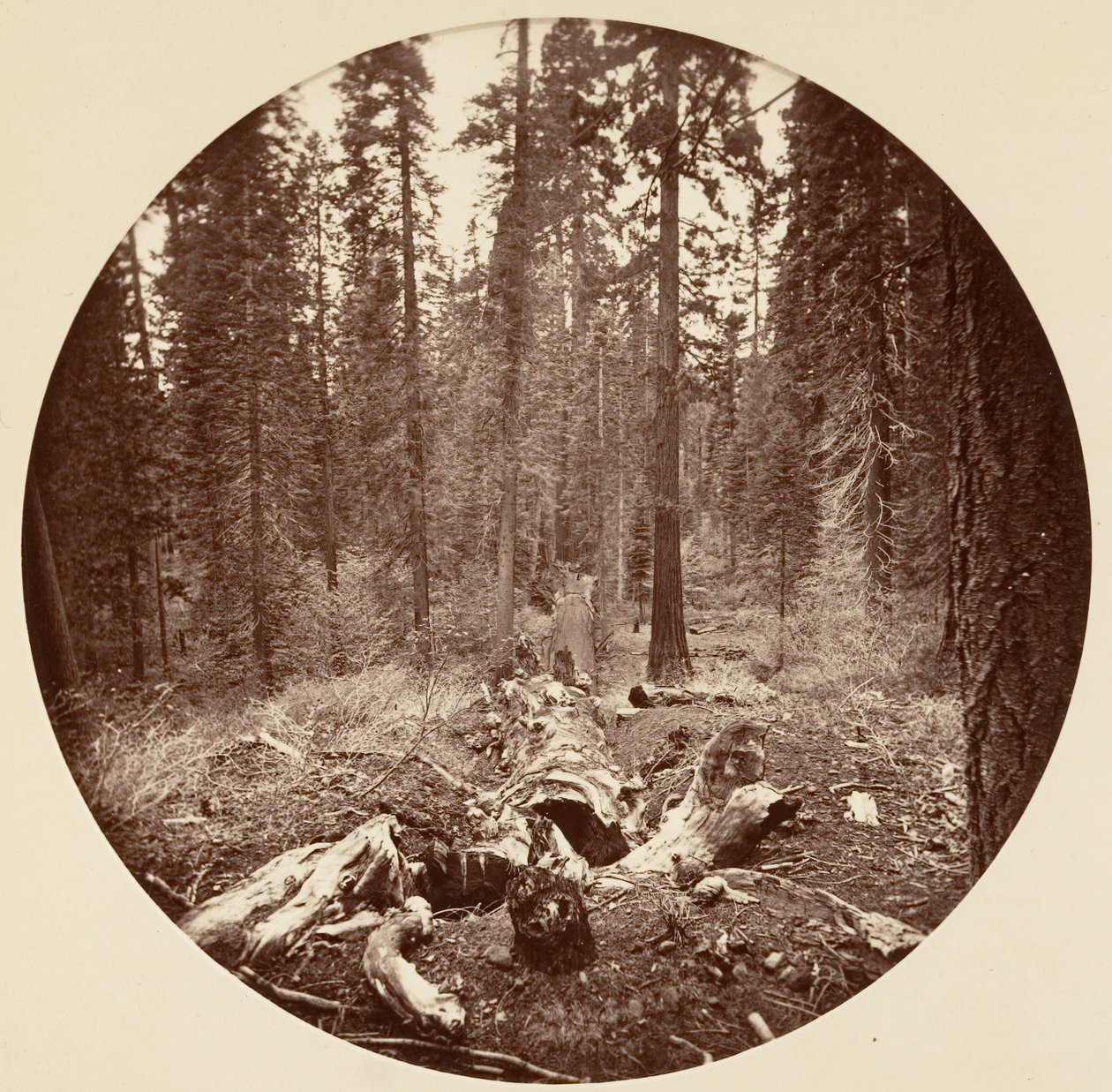 [Parc national de Yosemite, Californie], vers 1878 - Carleton Emmons Watkins