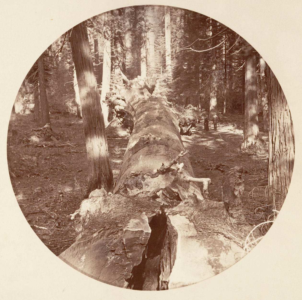 [Parc national de Yosemite, Californie], vers 1878 - Carleton Emmons Watkins