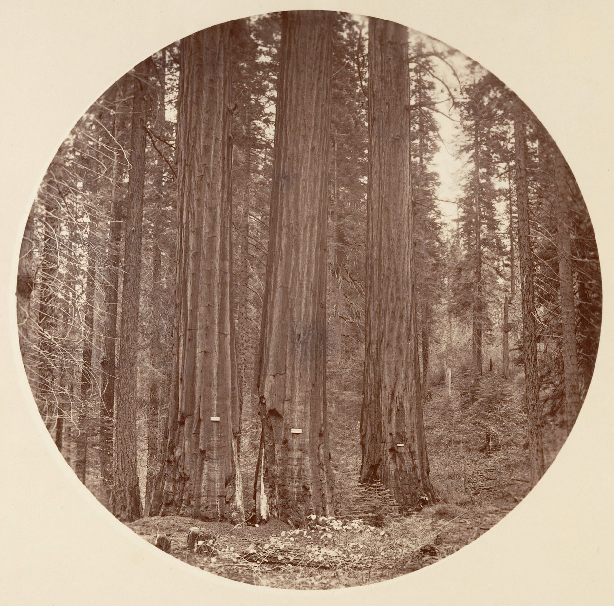 [Parc national de Yosemite, Californie], vers 1878 - Carleton Emmons Watkins