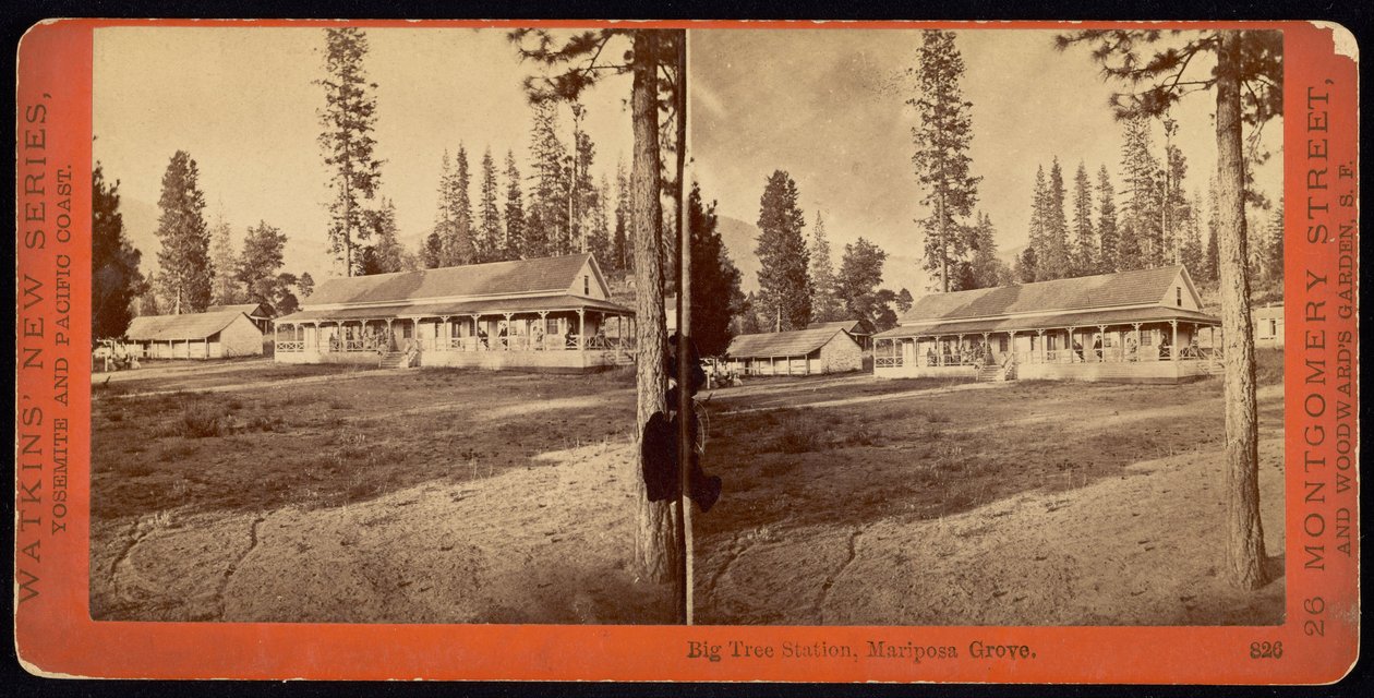Station Big Tree, Mariposa Grove - Carleton Watkins
