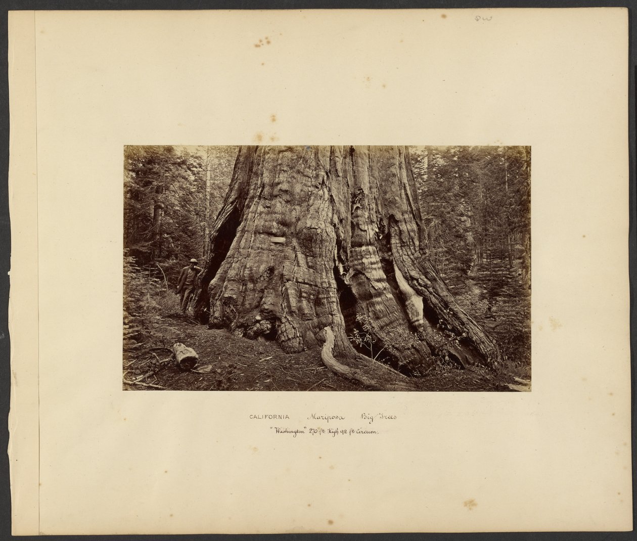 [Californie - Grands arbres de Mariposa, "Washington", hauteur de 10 m, circonférence de 10 m]. - Carleton Watkins