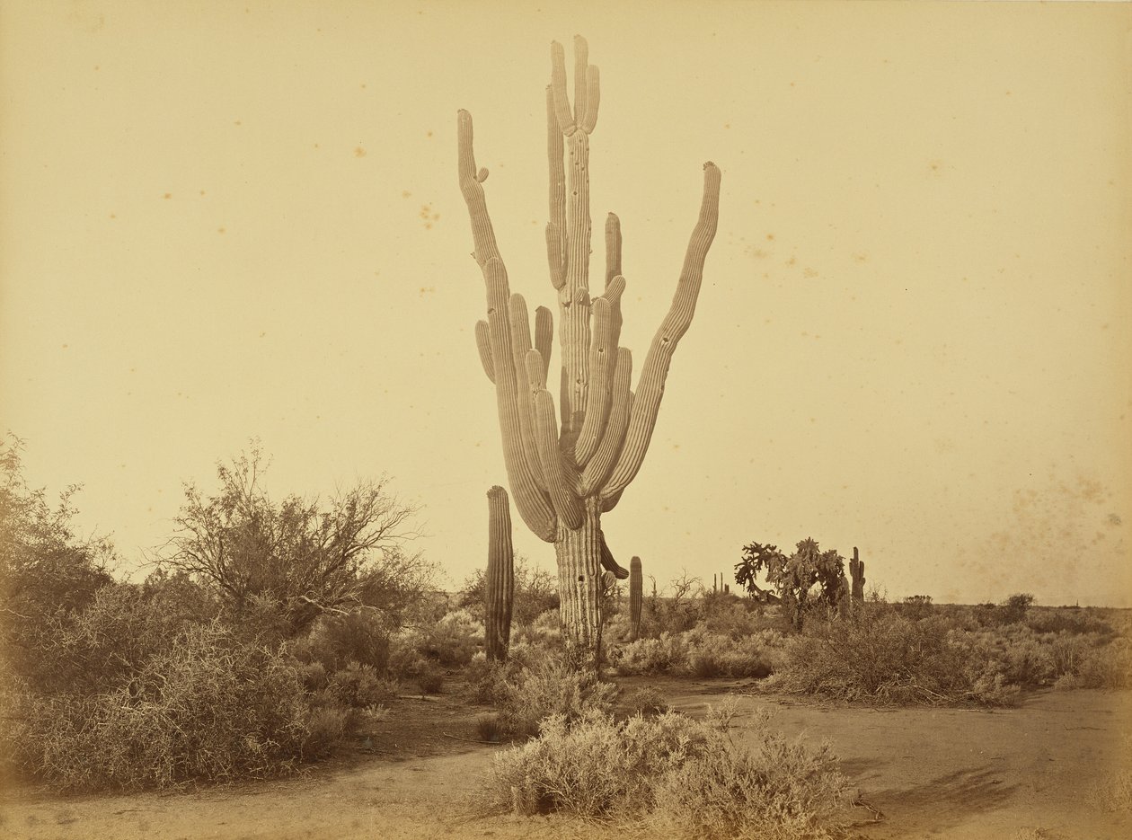 [Cereus giganteus, S.P.R.R., Arizona.] - Carleton Watkins