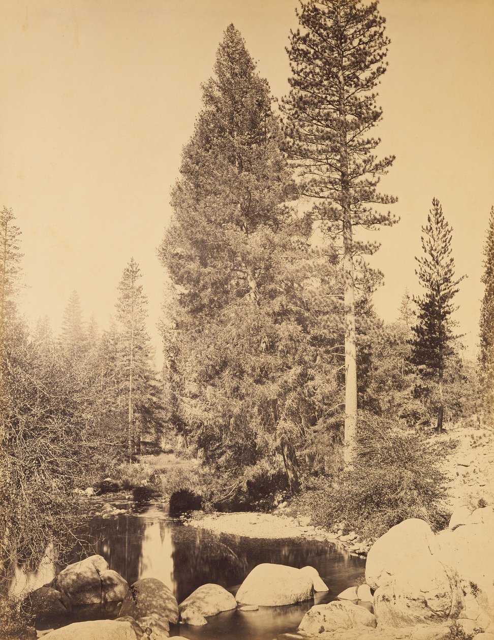 [Sapin de Douglas à Clarks] / [Le sapin de Douglas] - Carleton Watkins