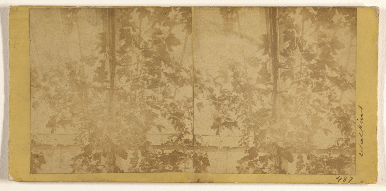 Weinreben - Carleton Watkins