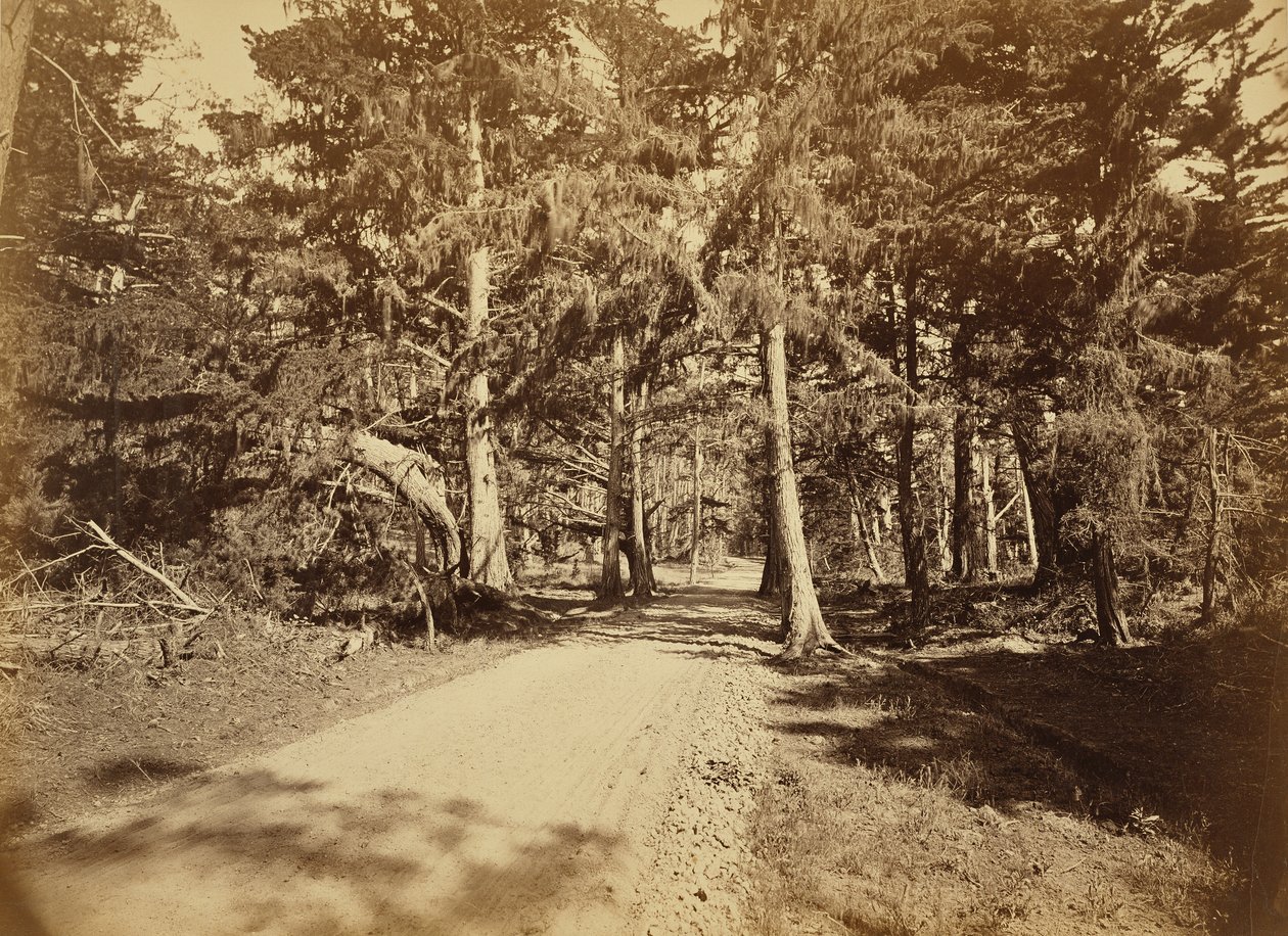 (Monterey, Californie. Moss Avenue, 18 Mile Drive.) - Carleton Watkins