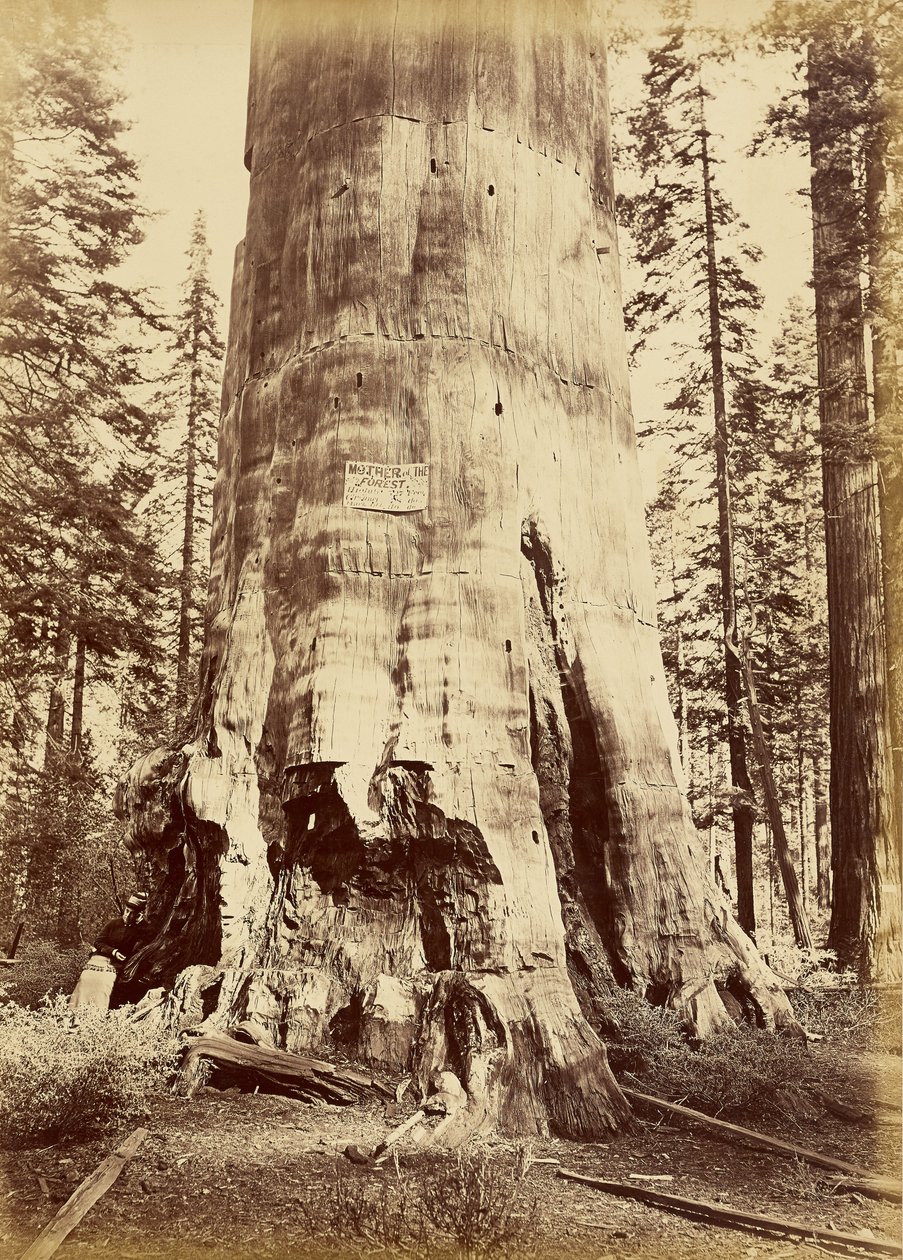 [Mère de la forêt, haute de 221 pieds] - Carleton Watkins