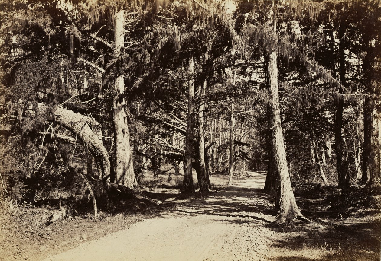 [Route à travers un bosquet de cyprès] - Carleton Watkins